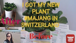 I got my new PlantBADJANG in Switzerland [upl. by Ardnasirhc]