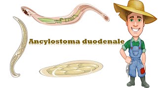 شرح Ancylostoma duodenale Hook worm [upl. by Fancy684]