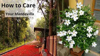 Mandevilla flower plant care Fertilizer amp Growing tips 🌱 Best perennial flowering plant Dipledenia [upl. by Felike379]