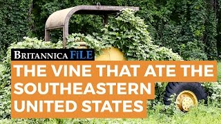 BRITANNICA FILE Kudzu—quotThe vine that ate the Southquot  Encyclopaedia Britannica [upl. by Dumah220]