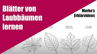 Blätter von Laubbäumen erkennen  Lern und Erklärvideo für GrundschulKinder [upl. by Siderf]