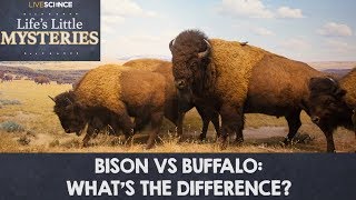 Bison vs Buffalo Whats the Difference [upl. by Gleeson]