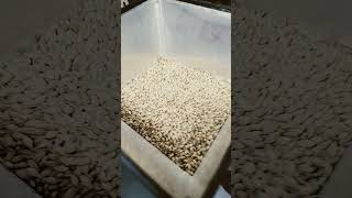 Cracking Barley Grains For Brewing Beer [upl. by Na]