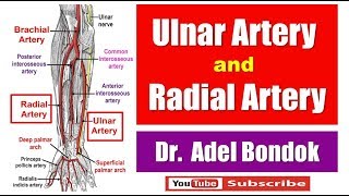 Ulnar Artery and Radial Artery Dr Adel Bondok [upl. by Idnod]