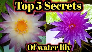 Top 5 Secrets of water lily  Water lily plant at home waterlily [upl. by Ynnek]