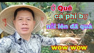 Ở Quê Cá Phi Bự Nỗi Lên Đã Quá Đi [upl. by Calvina]