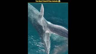 Friendship of dolphins and whales Amazing story of the sea dolphin whale friendship nature fact [upl. by Eveline]