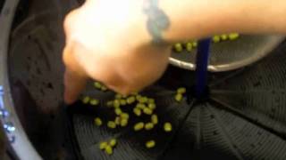 Perfect Sprouts Every TIme in the Freshlife Automatic Sprouter part 1 [upl. by Namilus]