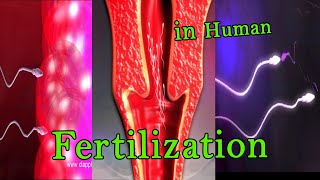 Fertilization  Fusion of Egg and Sperm  3danimation viral humananatomy human [upl. by Asiar257]