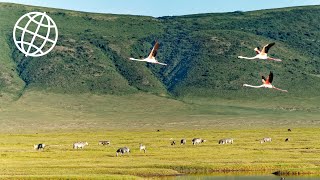 Ngorongoro Crater amp Conservation Area Tanzania Amazing Places 4K [upl. by Adiol]