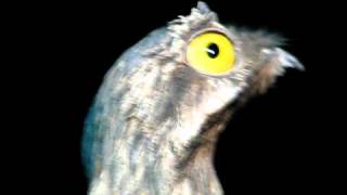 Gray or Common Potoo [upl. by Fabozzi]