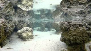 Hamelin Pool Stromatolites  short film of the living fossils living in Shark Bay W Australia [upl. by Akenor]