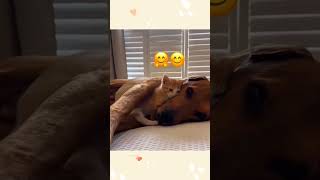 cat dog dogs cut cute love lovecats lovedogs funny virla viralvideo foryou foryoupage [upl. by Phylys453]