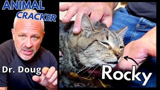 😻 2 YEAR OLD CAT WITH REAREND LAMENESS  GETS GENTLE CHIRO ADJUSTMENT Part 1 of 3 [upl. by Naryb]