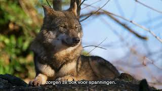 DierenDebat 2023 de wolf [upl. by Marsh]