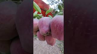 Kullu apple kashmir kulluapple farming youtubevideos [upl. by Hoehne]