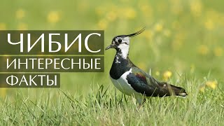 Чибис Пигалица  интересные факты [upl. by Omrellig]