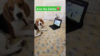 Aise Na Dekho❣️ ytshorts shortsfeed beagle funnyanimals india trending cutebeagle beagleboy [upl. by Atinuaj]