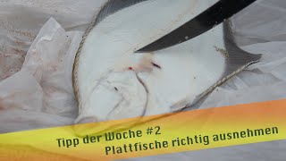 Tipp der Woche 2 Plattfische richtig ausnehmen [upl. by Gilson]