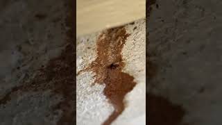 Asheville Home has Termites for Years pestcontrol termites insect [upl. by Ecyned]