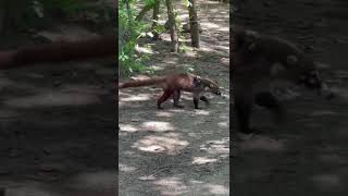 Coati Chapardeur [upl. by Mahgem129]