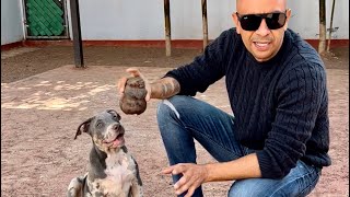 Cómo hacer que mi cachorro me regrese la pelota [upl. by Calabrese599]