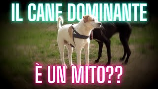 Il mito del CANE DOMINANTESFATATO [upl. by Ronyar]