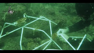 Coral Reef Preservation with the Casa Cielito Foundation in Colombia [upl. by Anawot]