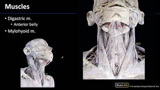 Parotid and Submandibular Triangle  Muscles [upl. by Ynnub]