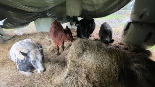 Farmvlog 340  Land unter im Cuxland [upl. by Stafani]