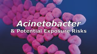 Acinetobacter and Potential Exposure Risks [upl. by Mackey]