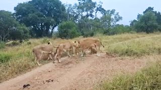 MsuthluTalamati Lion Pride together  Sabi Sands  4 May 2024 [upl. by Hulburt]