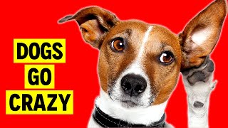 Crazy Sounds for Dogs  Sounds that makes Dogs Go Crazy [upl. by Eanrahs]