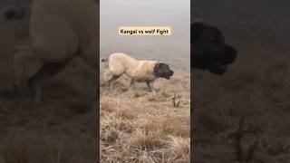 Kangal vs wolf Real Fight kangal wolf shorts youtubeshorts [upl. by Eimrej596]