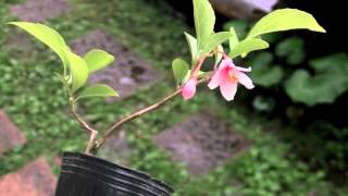 エゴノキK（売子の木 ミニ盆栽）Styrax japonica bonsai [upl. by Alra99]