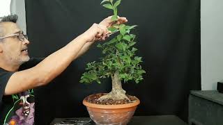 🔴COMO podar UN BONSAI 👉siempre VERDE  MUY FACIL DE HACER [upl. by Ilah]