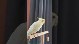 Charlie the Cute Cockatiel Sings the Cookie Song  Cockatiels Craze [upl. by Aenil]