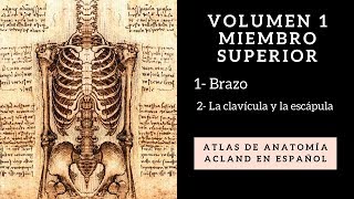 112 Anatomía de Miembro Superior La clavícula y la escápula [upl. by Velleman]