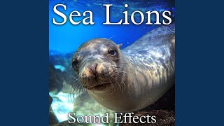 Sea Lion Grunting and Huffing [upl. by Otes878]