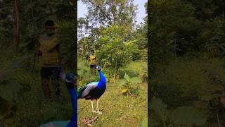 Beautiful peacock catching 😨youtube viralvideo shownfeed feed shortsfeed shortvideo short gk [upl. by Einneg]