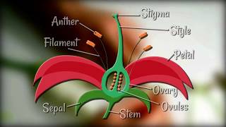 Flower Dissection  Reproduction in flowering plants [upl. by Hiram254]