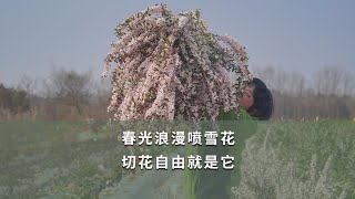 【海媽植物推薦29】春光浪漫噴雪花，切花自由就是它Cut Flower of Spiraea thunbergii [upl. by Felicle268]