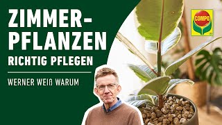 Zimmerpflanzen pflegen Standort  Gießen  Düngen  Schädlinge bekämpfen  COMPO [upl. by Eilrahs]