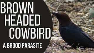 Bird Sounds Spectacular  Brown Headed Cowbird [upl. by Adamina]