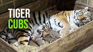 Three Amur Tiger Cubs Born At Saint Louis Zoo [upl. by Nahtannoj151]