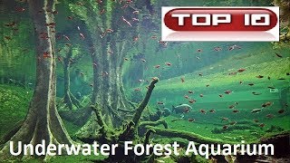 Top 10 Acquari Forest Style 🐠 [upl. by Ynaffets]