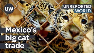 Mexicos Exotic Pet Trade  Unreported World [upl. by Hanshaw914]