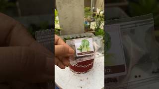 Sowing Pak Choi 🌱👩‍🌾 youtubeshorts showings pakchoi garden nature youtube shorts plants [upl. by Tebzil]