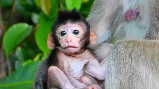 Poor mother she is blocked babie milk Wild Monkey Family [upl. by Almeeta]