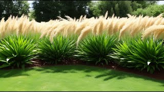 Growing and Caring for Pampas Grass 10 Steps from Planting to Winter Pruning [upl. by Latsyrhk]